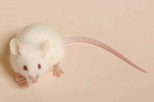 Ученым удалось [излечить мышей от диабета]