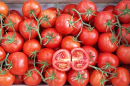 На прилавках британских магазинов появились «противораковые» помидоры